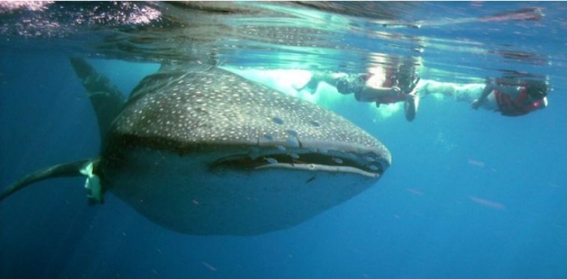  与鲸鲨一起浮潜 